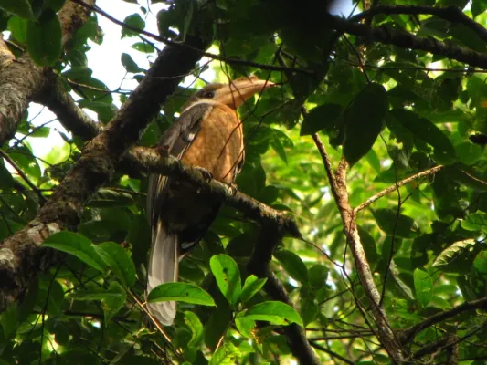 File:Bird White throated Brown Hornbill Anorrhinus austeni IMG 8142 09.jpg