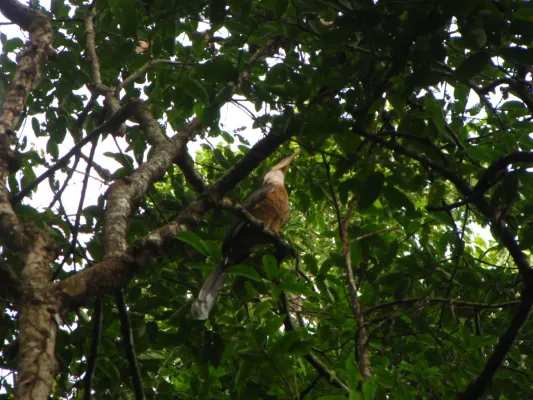 File:Bird White throated Brown Hornbill Anorrhinus austeni IMG 8142 08.jpg