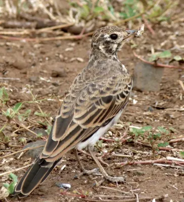File:Dusky Lark (Pinarocorys nigricans) (6029254985) (cropped).jpg