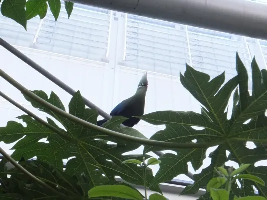 File:Muse - Tauraco livingstonii.jpg