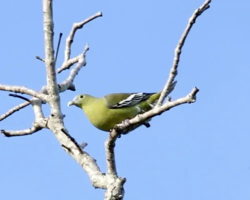 File:Grey-cheeked Green Pigeon (Treron griseicauda wallacei).jpg