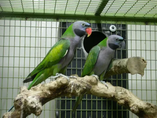 File:Psittacula derbiana (pair) -captive-8a.jpg