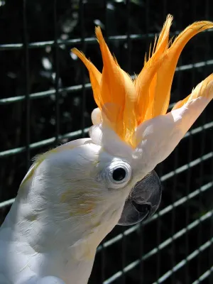 File:Cacatua sulphurea citrinocristata -upper body-8a.jpg