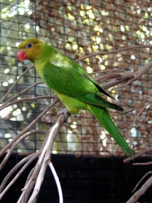 File:Trichoglossus euteles -captive-8a.jpg