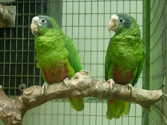 File:Amazona ventralis -two captive-8a.jpg