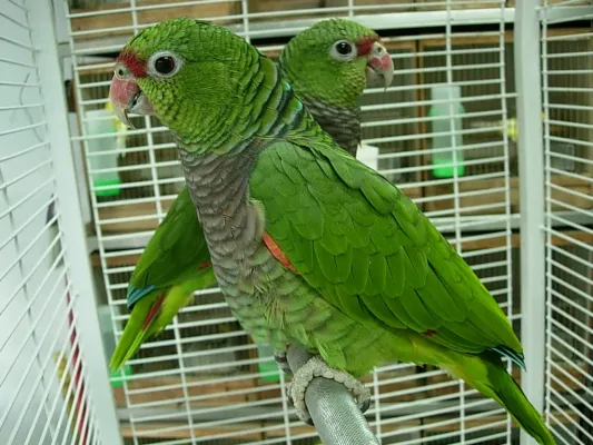 File:Amazona vinacea -two captive-8a.jpg