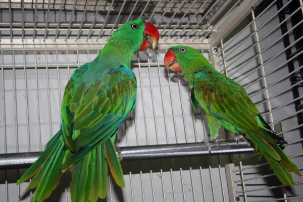 File:Tanygnathus megalorynchos -two in captivity-8a.jpg