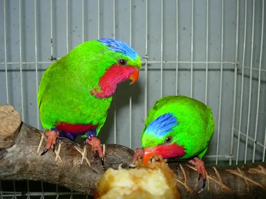 File:Vini australis -two captive-8a.jpg
