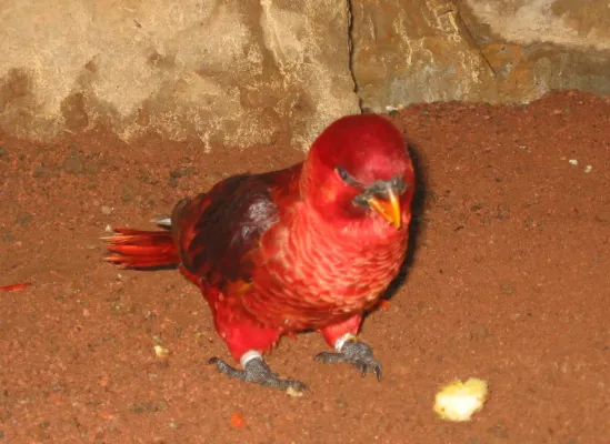File:Chalcopsitta cardinalis.jpg