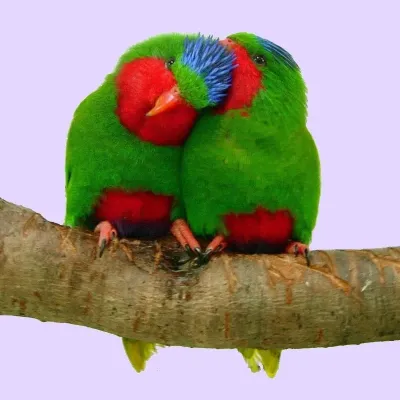 File:Vini australis -two on a perch-8a-4c.jpg