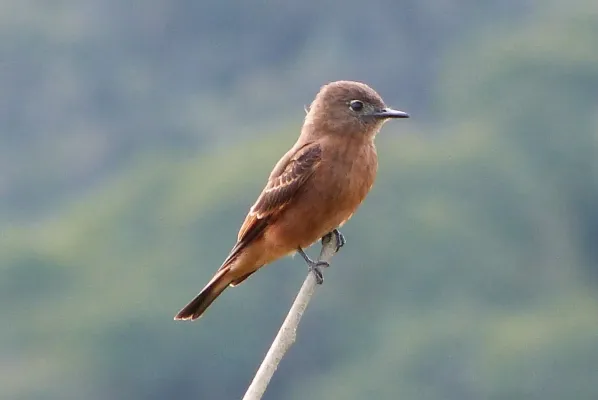 File:Casiornis rufus.jpg
