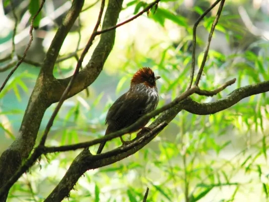 File:Actinodura morrisoniana2.jpg