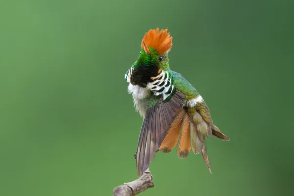 File:Topetinho-vermelho (Lophornis Magnificus).jpg