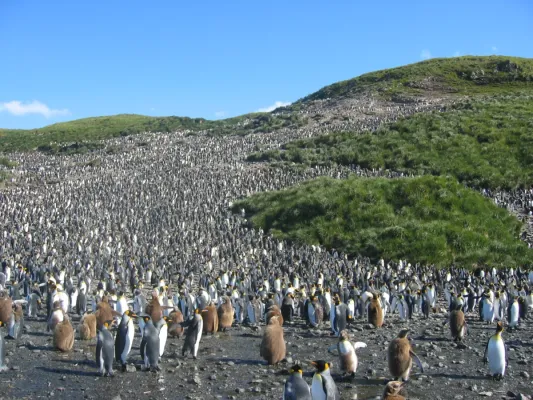 File:Colony of aptenodytes patagonicus.jpg