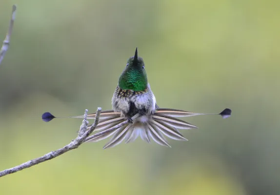 File:Bandeirinha (Discosura longicaudus) ESEC de Caetés, PE.jpg