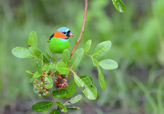 File:Saíra-militar (Tangara cyanocephala) ESEC Caetés, PE.jpg