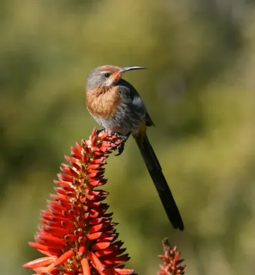File:Gurney's Sugarbird (Promerops gurneyi).jpg