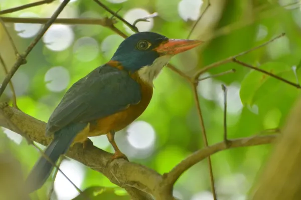 File:Actenoides monachus TWA Batuputih.jpg
