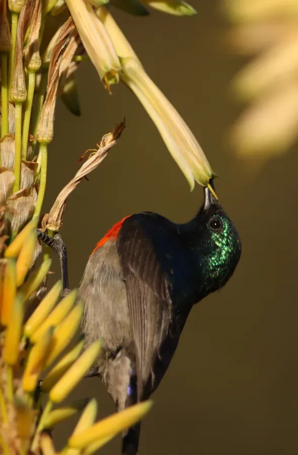 File:Male Greater Double-collared Sunbird (Cinnyris afer) at Walter Sisulu National Botanical Garden, Gauteng, South Africa (35219582835).jpg