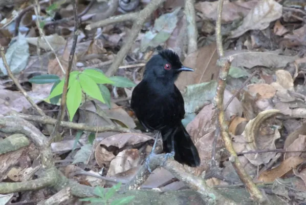 File:Knipolegus cyanirostris.jpg