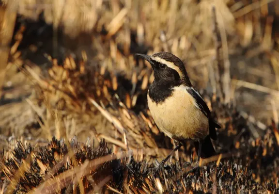 File:Campicoloides bifasciatus 2017 06 17 15 18 43 9253.jpg