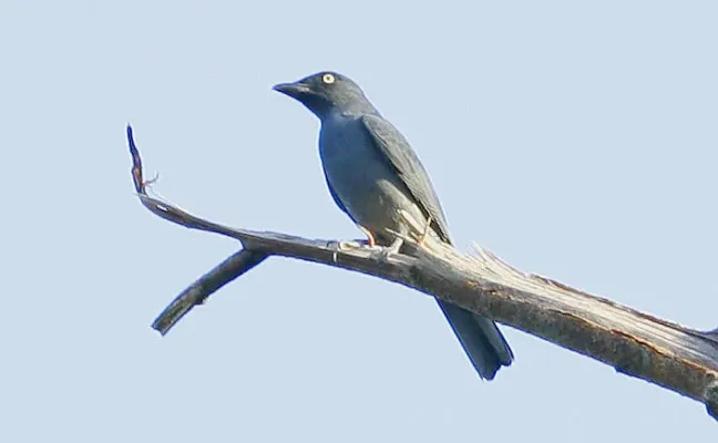 File:Bar-bellied Cuckoo-shrike (Coracina striata) on branch.jpg