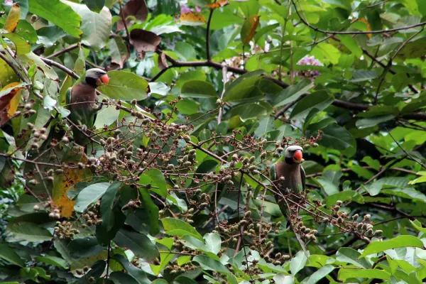 File:Betet biasa (Psittacula alexandri).jpg