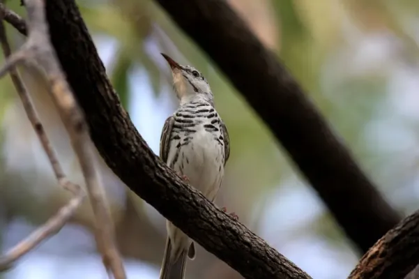 File:Bar-breasted Honeyeater (Ramsayornis fasciatus) from front.jpg