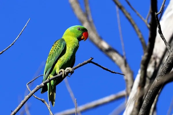 File:Blue-naped parrot -Tanygnathus lucionensis-8.jpg