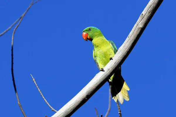 File:Blue-napped parrot -Tanygnathus lucionensis-8a.jpg