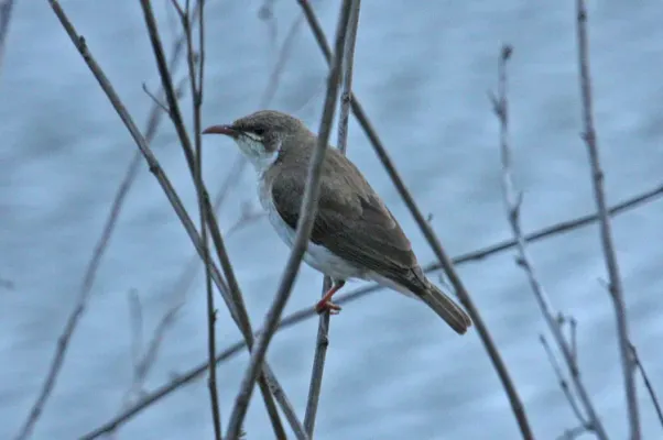 File:Brown-backed Honeyeater (Ramsayornis modestus).jpg