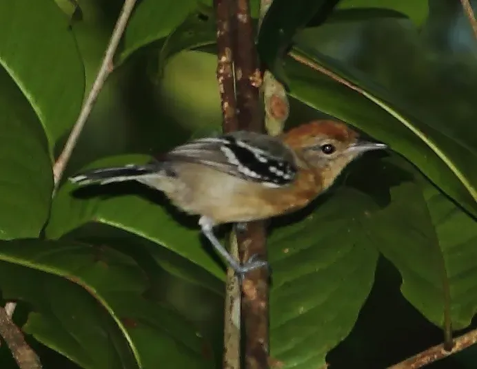 File:Herpsilochmus pectoralis - Pectoral antwren (female).jpg