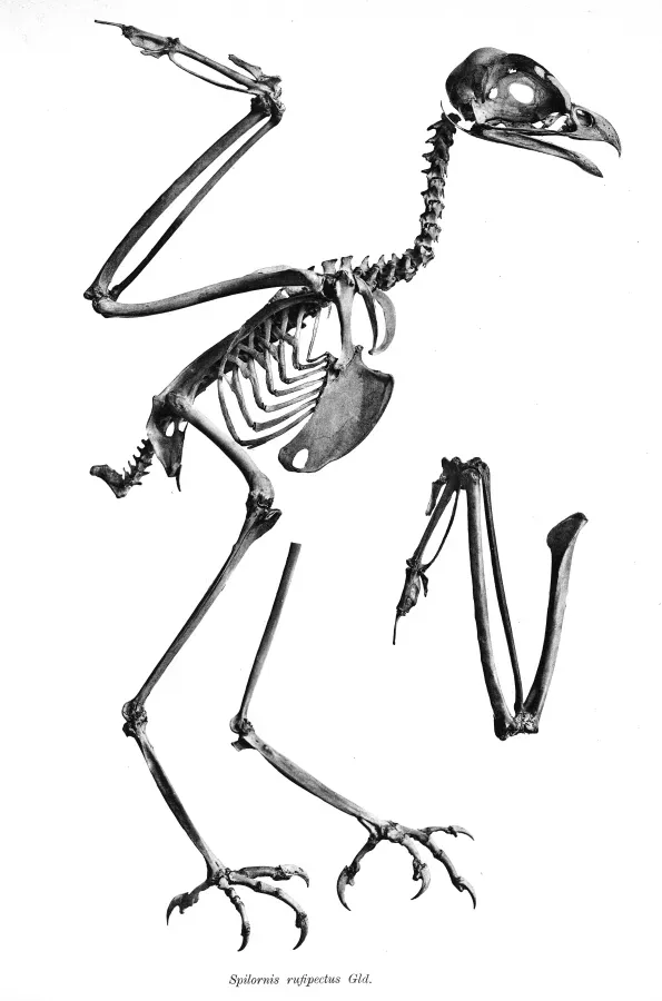 File:Spilornis rufipectus 157.jpg