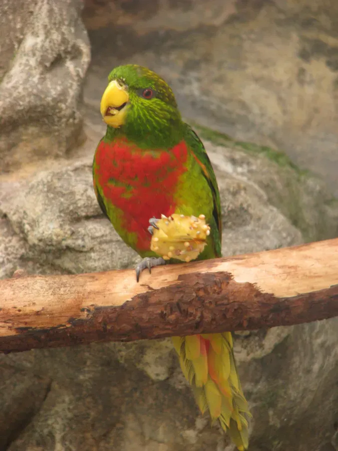 File:Neopsittacus musschenbroekii.JPG