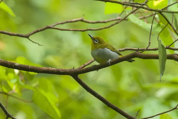 File:Hume's white-eye (Zosterops auriventer), Malaysia (19714680732).jpg