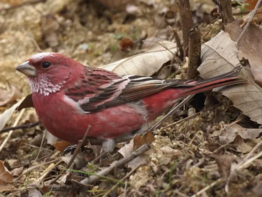 File:Carpodacus roseus.jpg