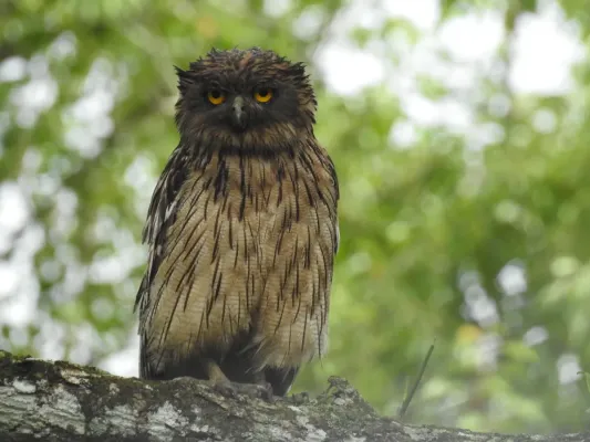 File:Brown fish owl Ketupa zeylonensis 01.jpg