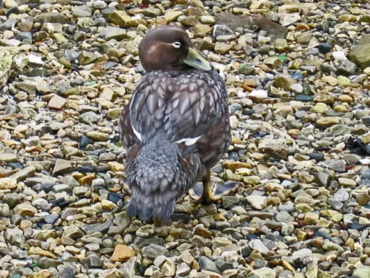 File:Tachyeres brachypterus.jpg