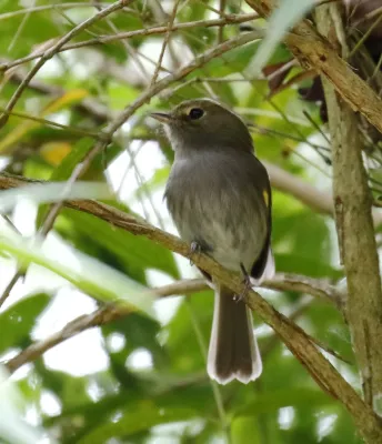 File:Hemitriccus diops - Drab-breasted pygmy-tyrant Salesopolis.jpg