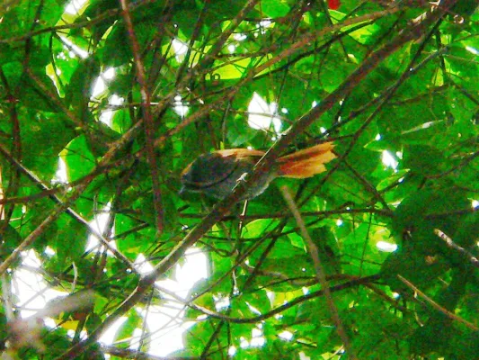 File:Bahia Spinetail (Synallaxis cinerea) in vegetation, from below.jpg