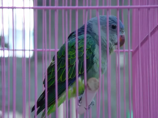 File:Psittinus cyanurus -captive-6a.jpg