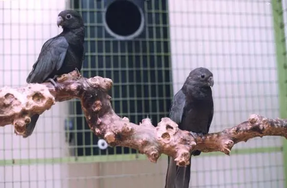 File:Coracopsis nigra -two captive-6a.jpg