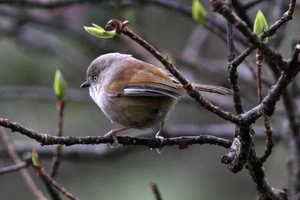 File:Fulvetta cinereiceps.jpg