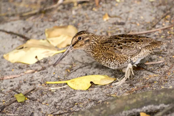 File:Snares snipe, tutukiwi Coenocorypha huegeli.jpg