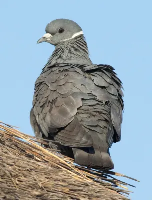 File:Columba albitorques.jpg
