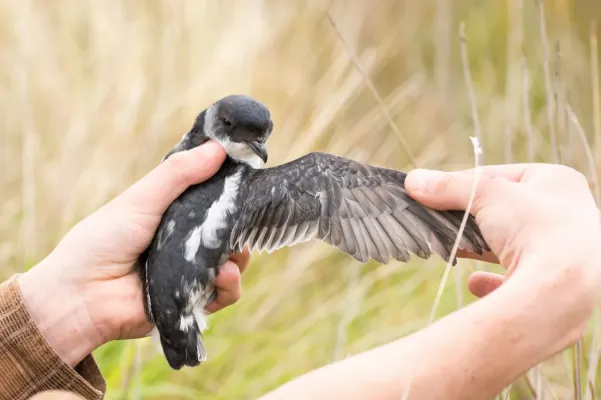 File:Pelecanoides georgicus, South Georgian diving petrel.jpg