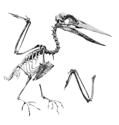 File:Pelargopsis melanorhyncha 215.jpg