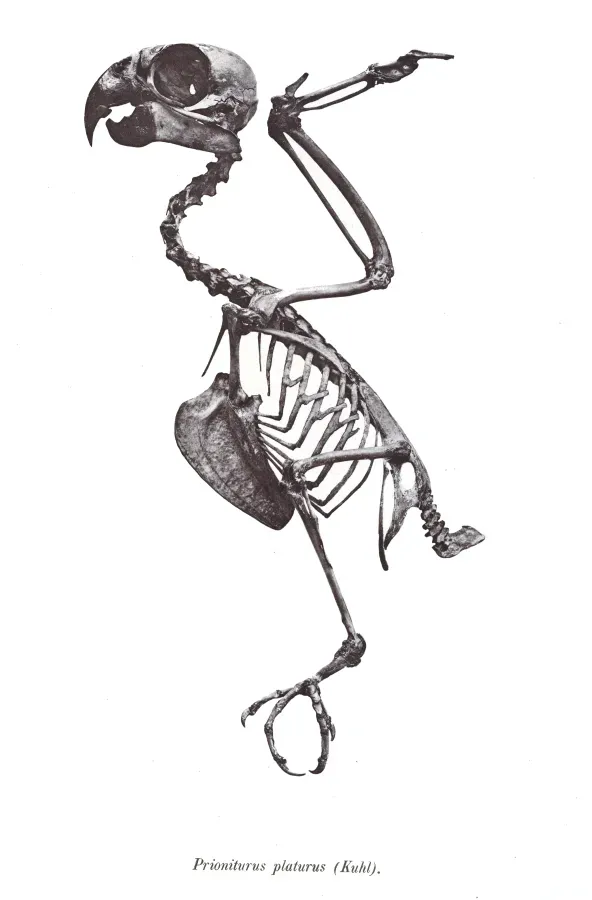File:Prioniturus platurus 67.jpg