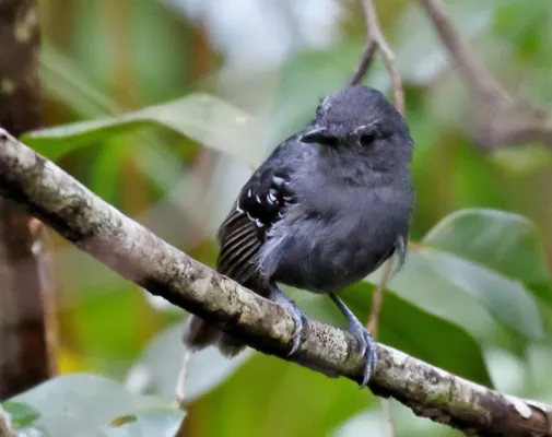 File:Cercomacroides laeta sabinoi - Belem antbird (male).jpg