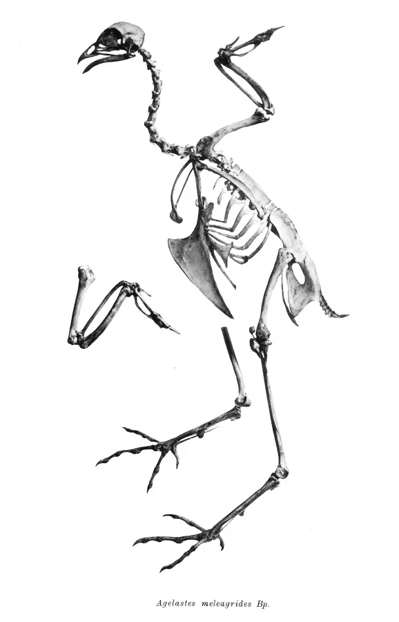 File:Agelastes meleagrides 203.jpg